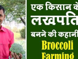 Broccoli-Farming-Jhabua-yt-thumb